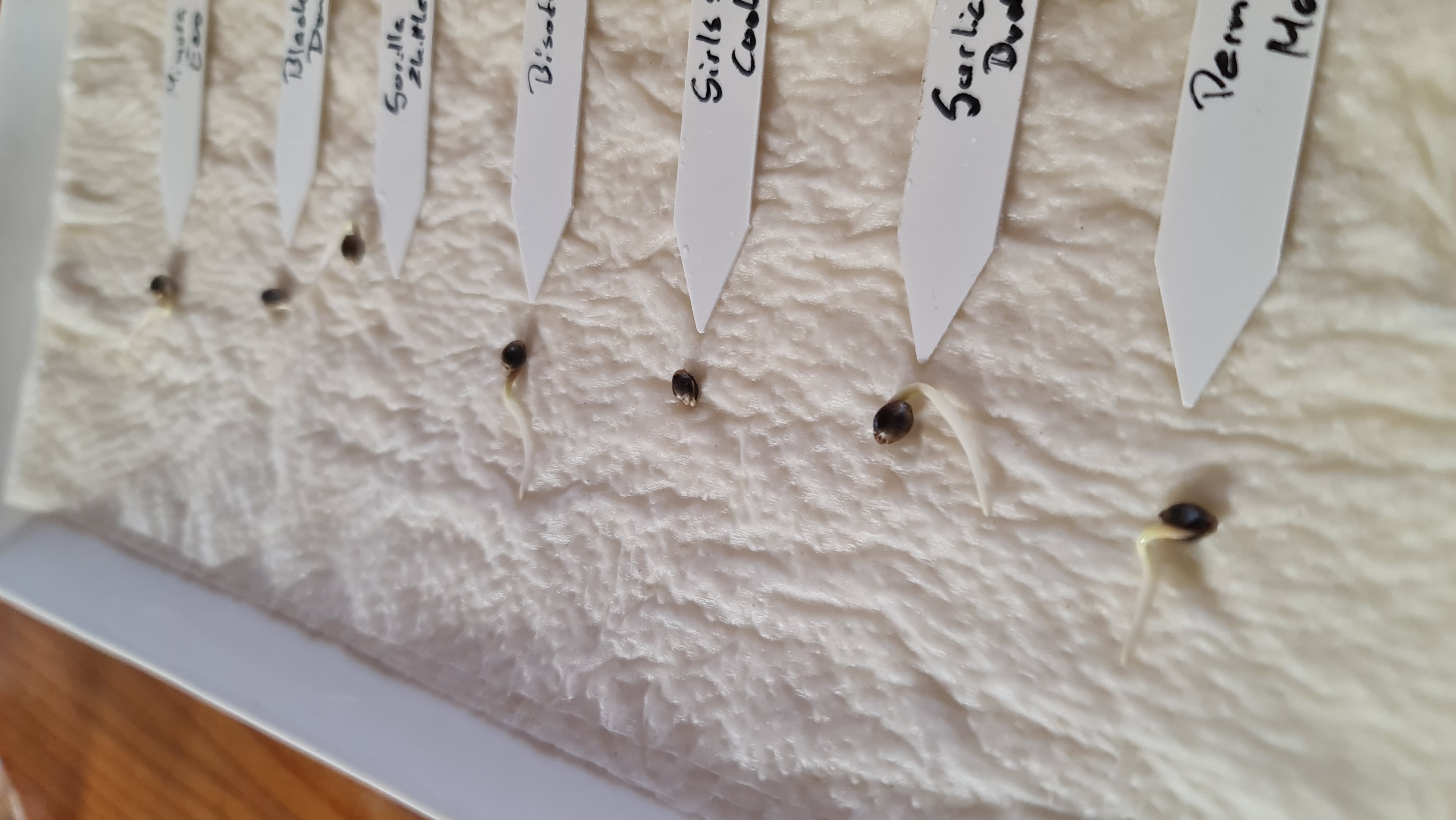 Seeds