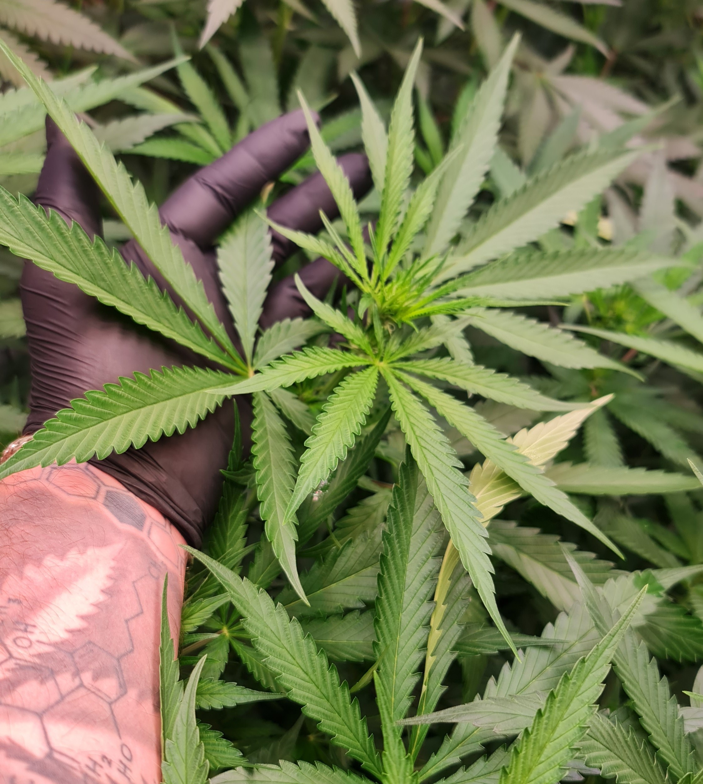 Grow Guide