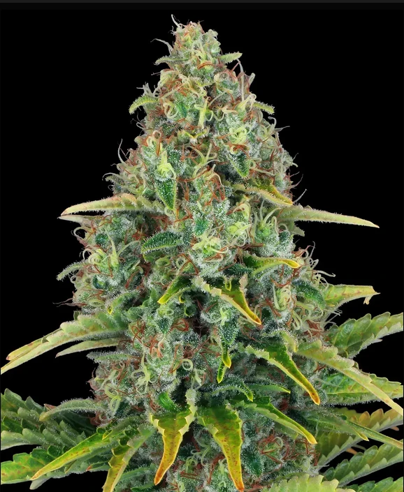 Blue Cheese Auto Strain